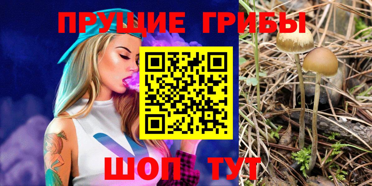 Тайшет  Псилоцибиновые грибы MAGIC MUSHROOMS  Псилоцибиновые грибы Psilocybine cubensis  Вход с VPN 